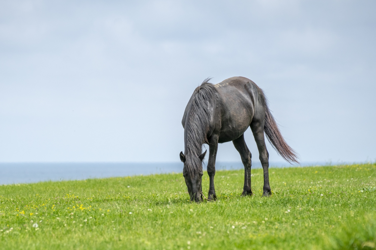 Signs of an Infected Wound Every Horse Owner Should Know (And What To